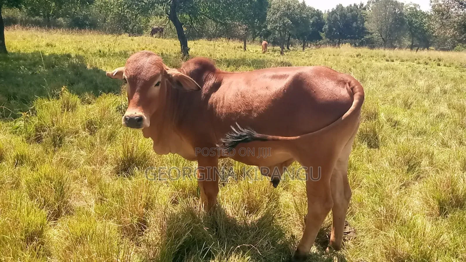 Sahiwal Breeding Bulls