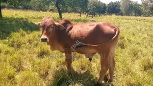 Sahiwal Breeding Bulls