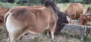 Sahiwal Breeding Bulls