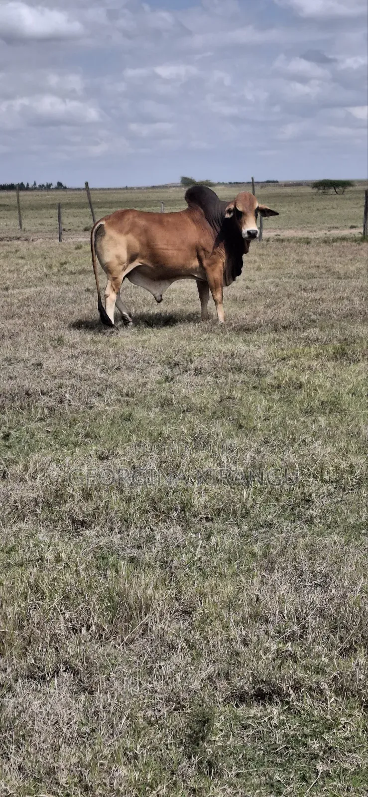 Sahiwal Breeding Bulls
