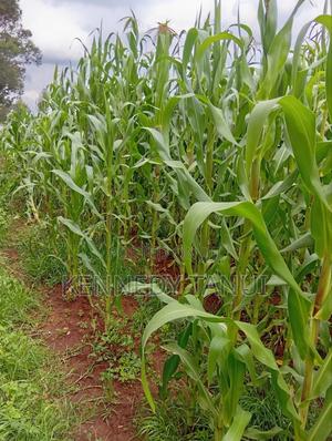 1 Acre for Sale at Total Mau Summit - thumbnail 2