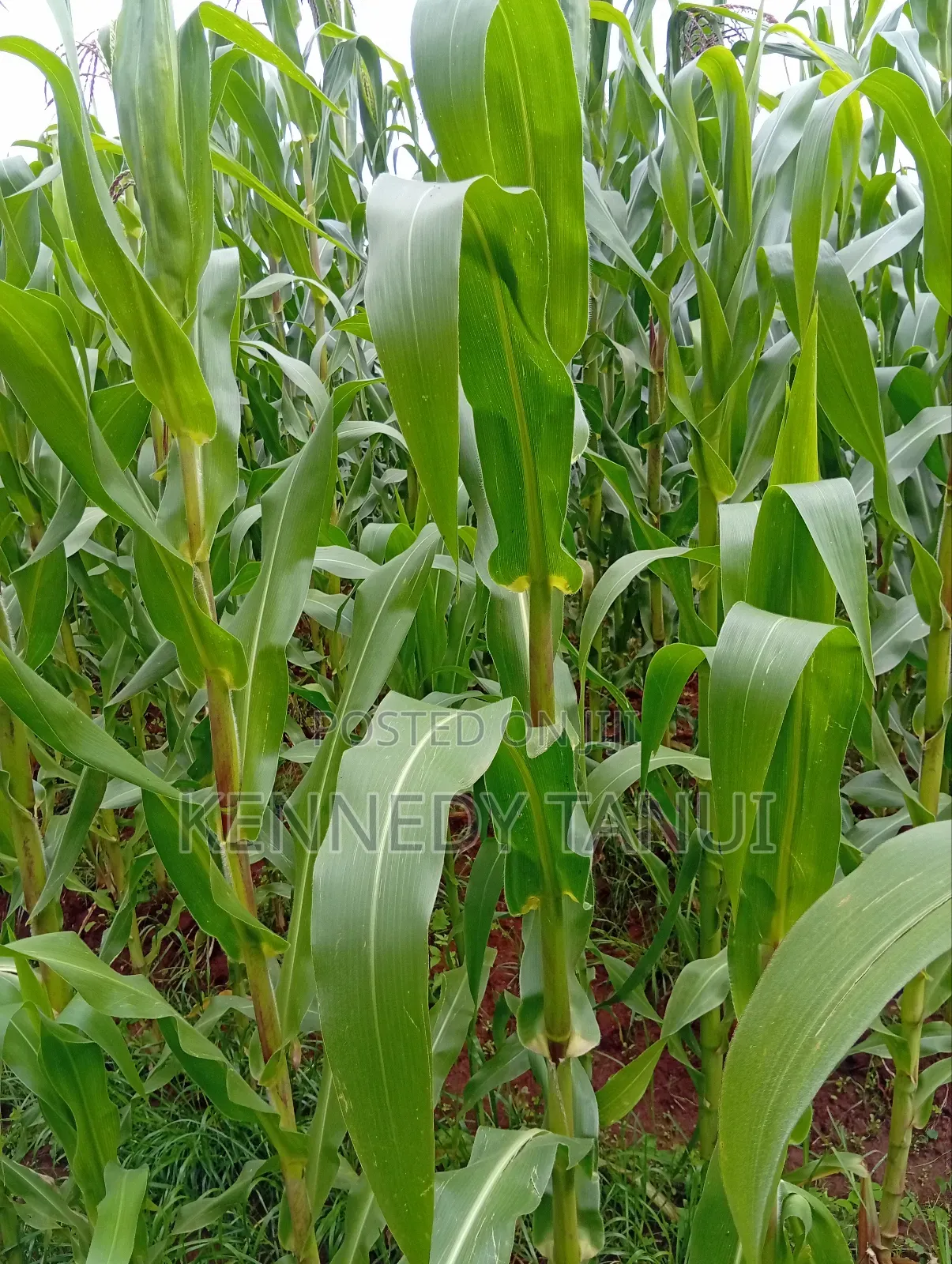 1 Acre for Sale at Total Mau Summit