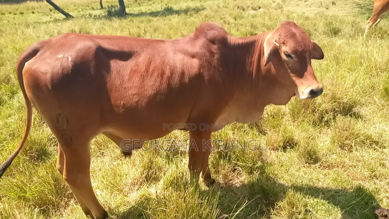 Sahiwal Breeding Bulls