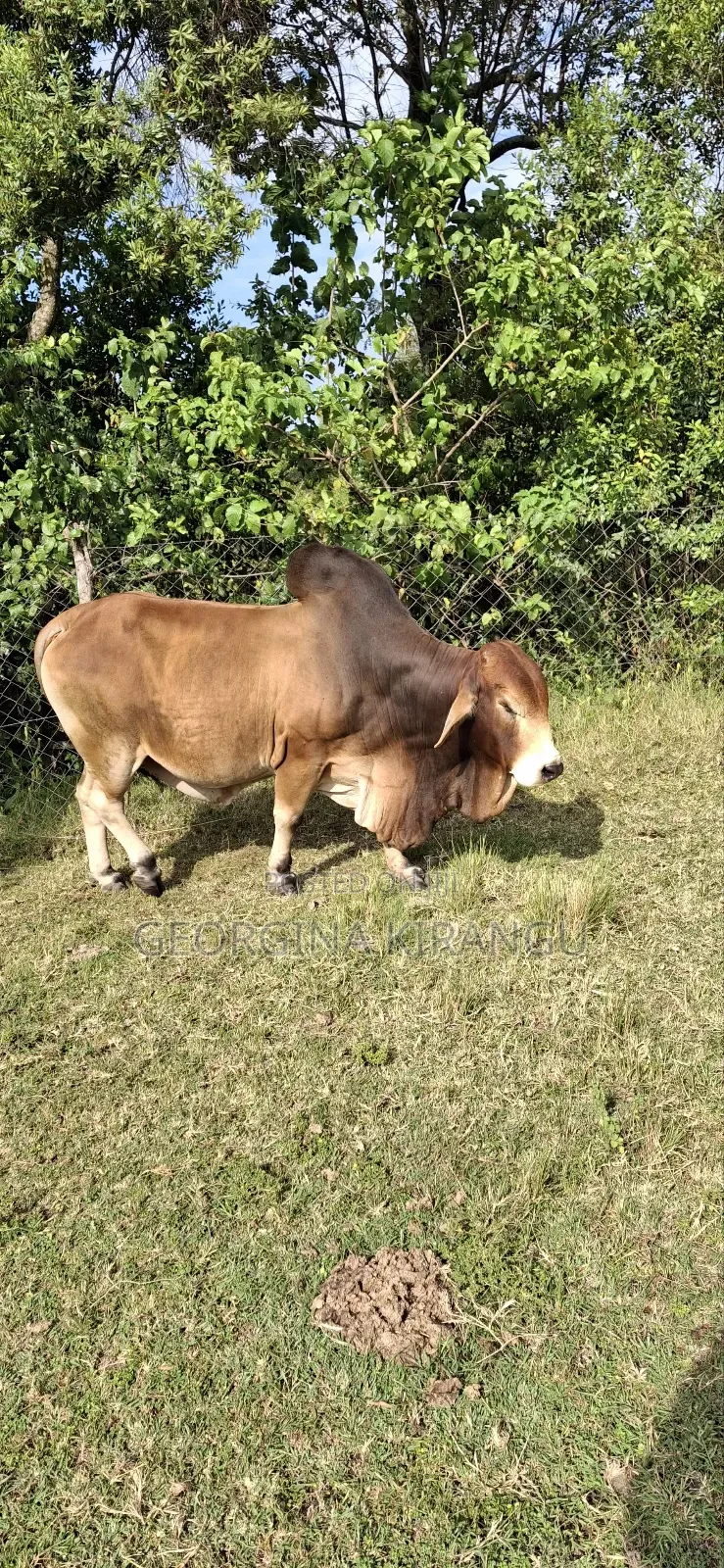 Sahiwal Breeding Bulls