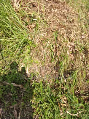 3acres Mumias East for Sale