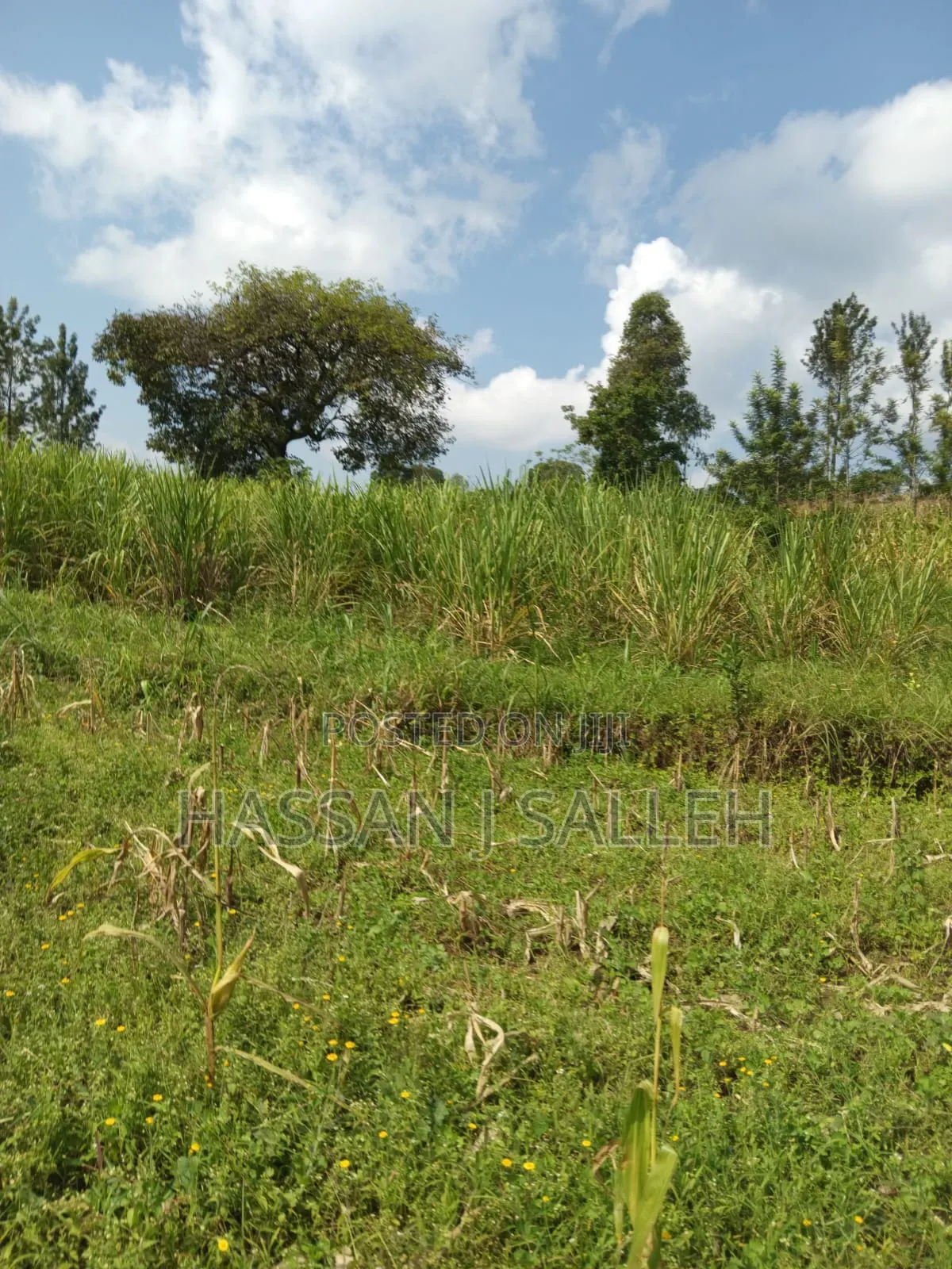 3acres Mumias East for Sale