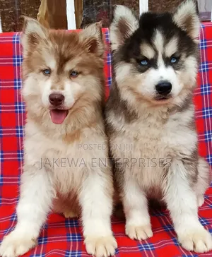 1-3 months Female Purebred Siberian Husky