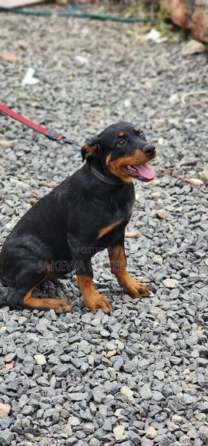 3-6 months Female Purebred Rottweiler - main view