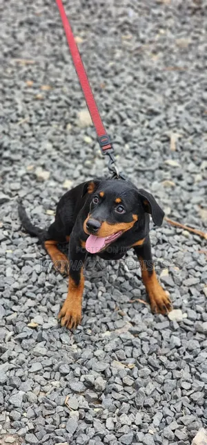 3-6 months Female Purebred Rottweiler