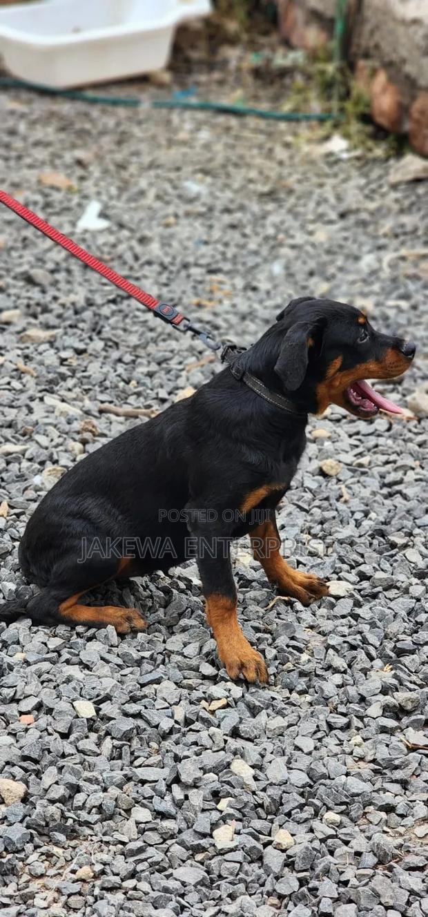 3-6 months Male Purebred Rottweiler - main view