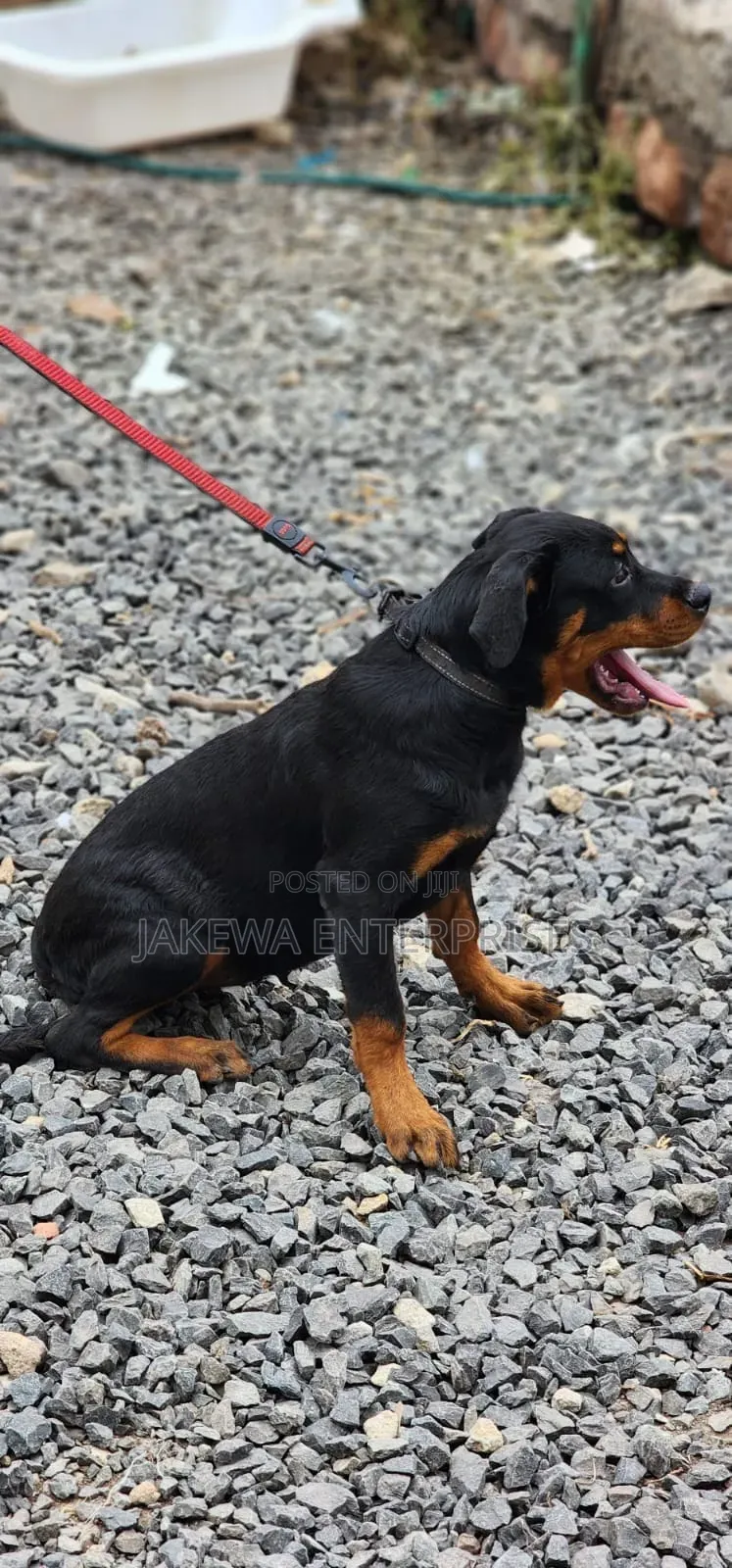 3-6 months Male Purebred Rottweiler
