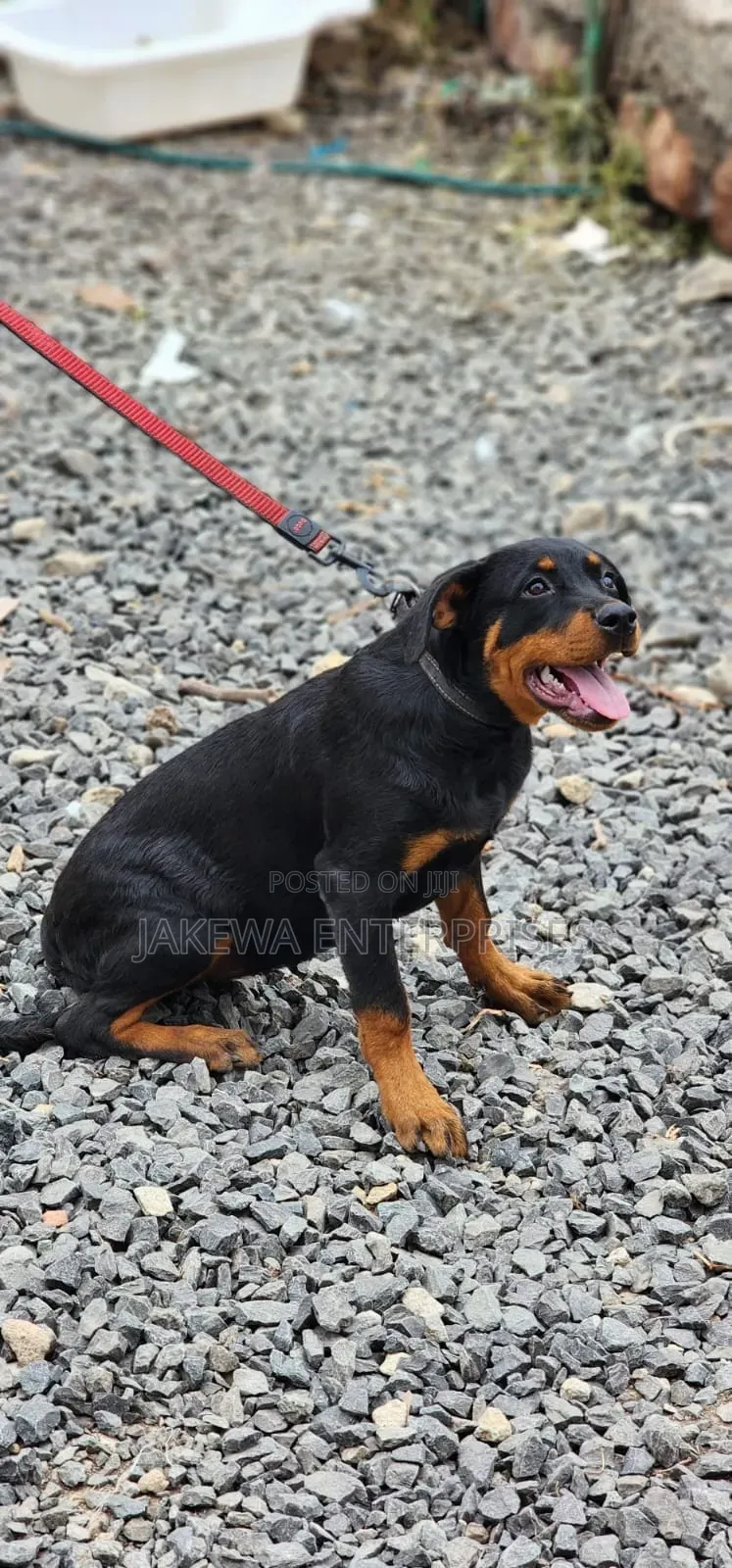 3-6 months Male Purebred Rottweiler