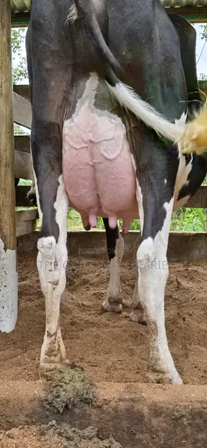Registered Pedigree Friesian Cow