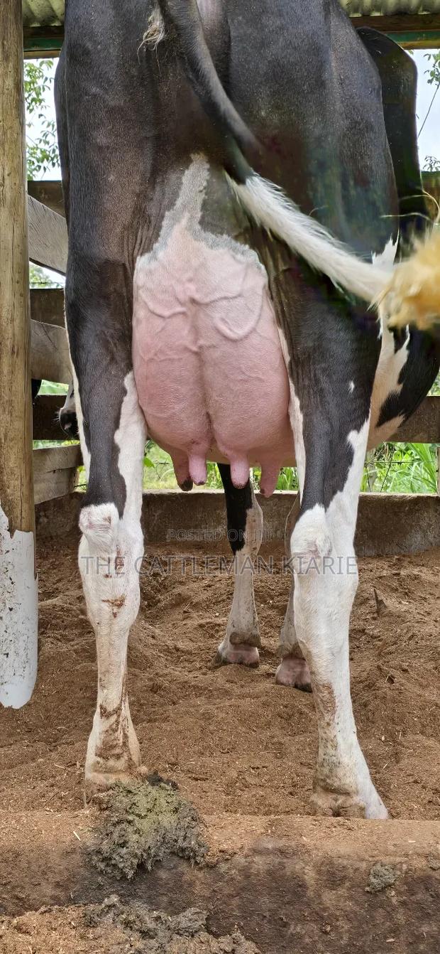 Registered Pedigree Friesian Cow