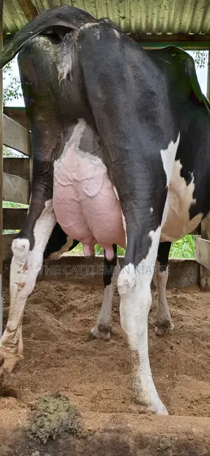 Registered Pedigree Friesian Cow