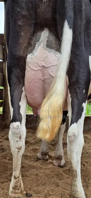 Registered Pedigree Friesian Cow