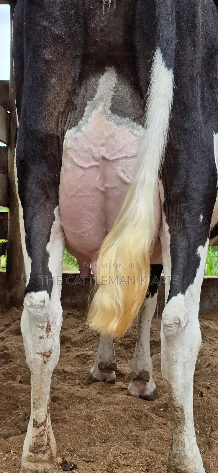 Registered Pedigree Friesian Cow
