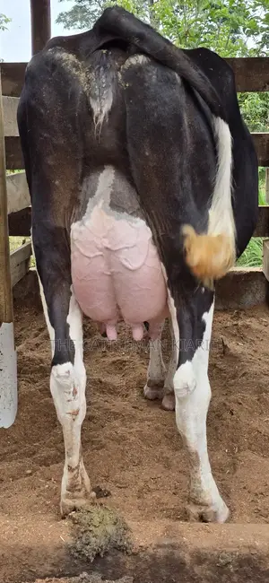 Registered Pedigree Friesian Cow