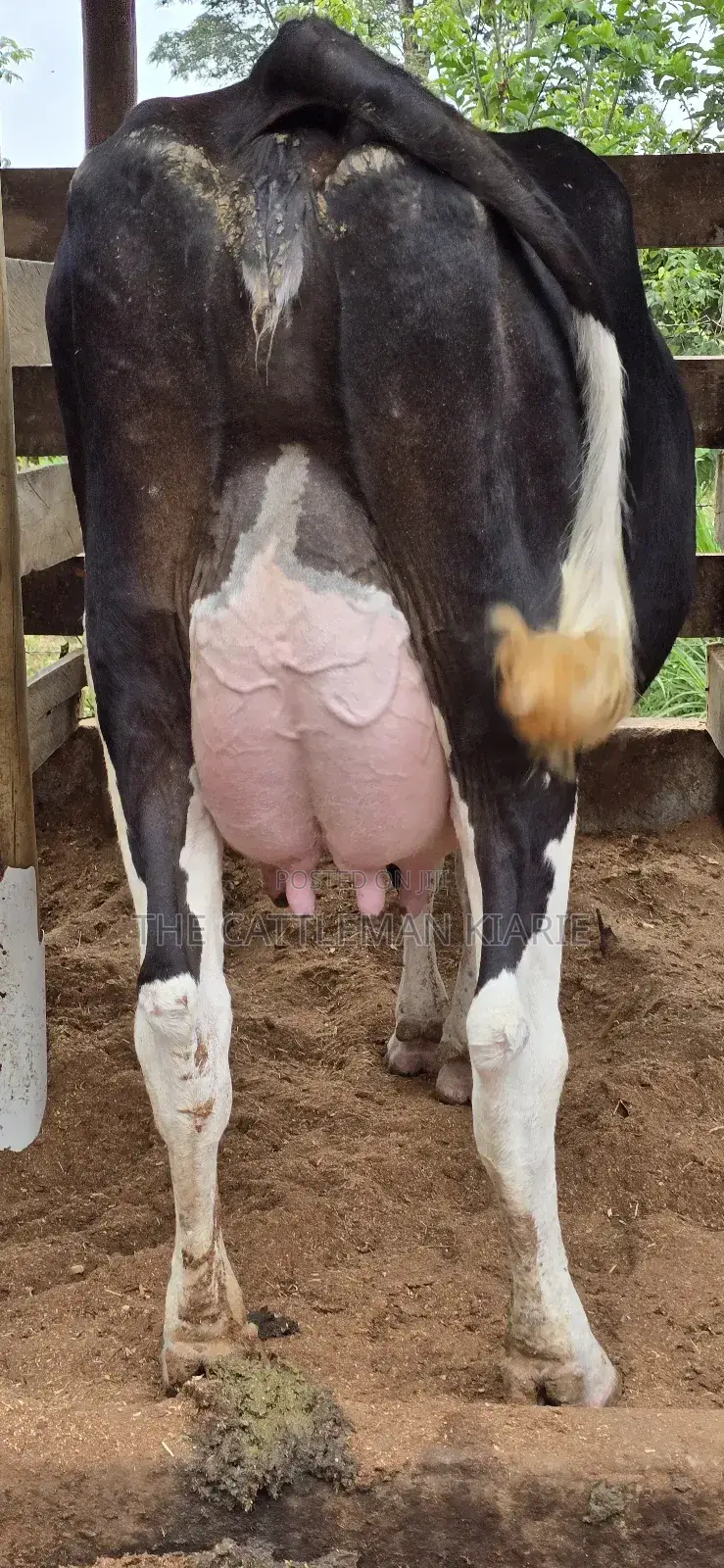 Registered Pedigree Friesian Cow