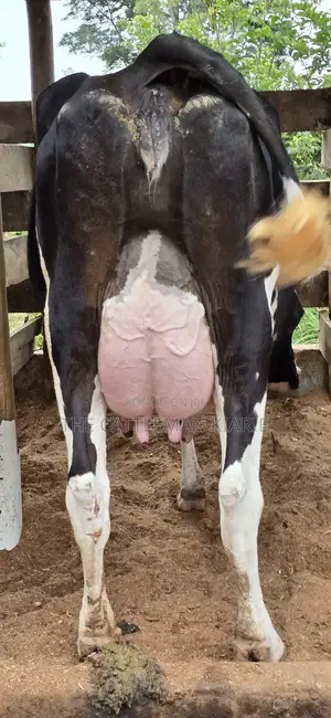 Registered Pedigree Friesian Cow