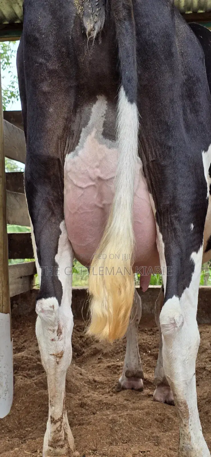 Registered Pedigree Friesian Cow