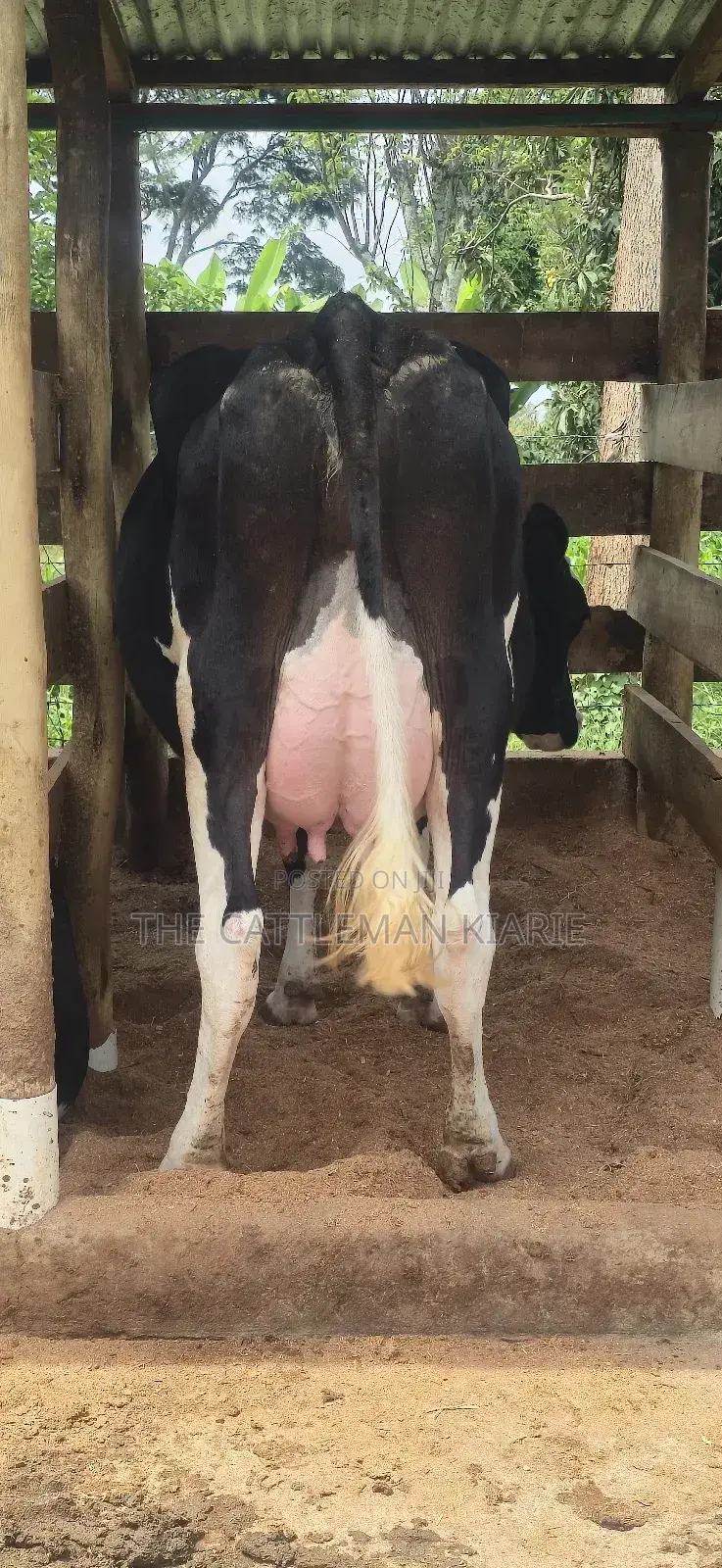 Registered Pedigree Friesian Cow