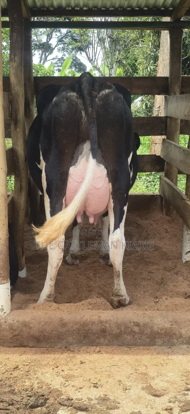 Registered Pedigree Friesian Cow