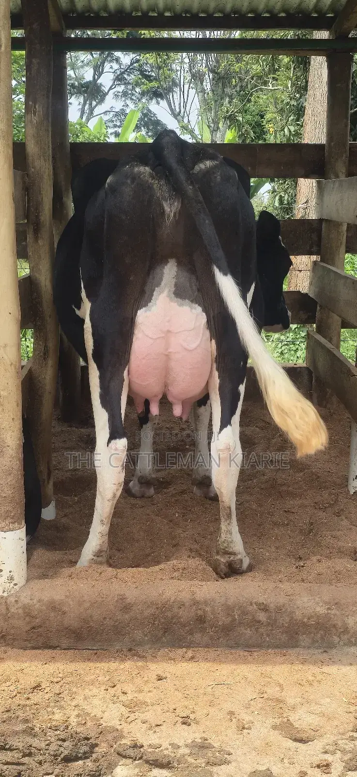 Registered Pedigree Friesian Cow