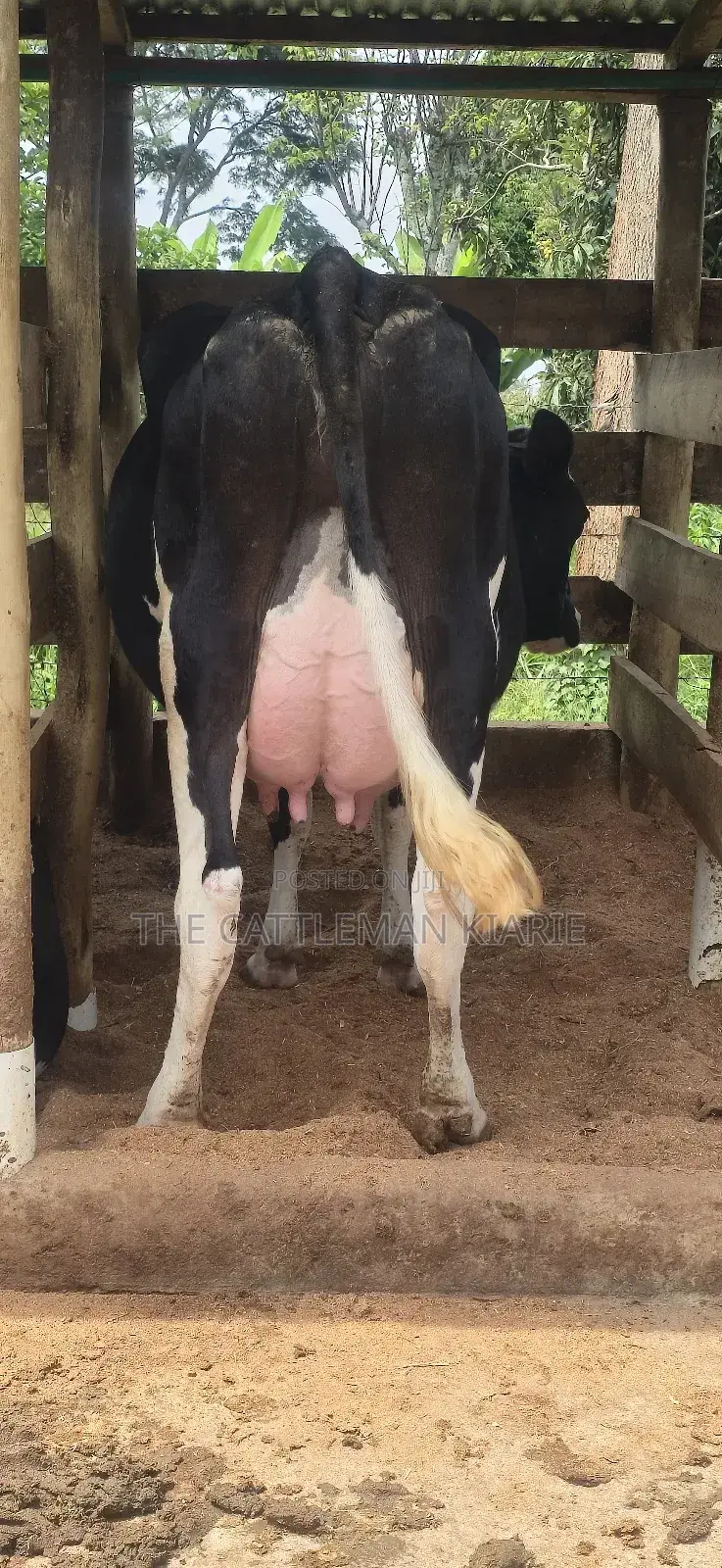 Registered Pedigree Friesian Cow
