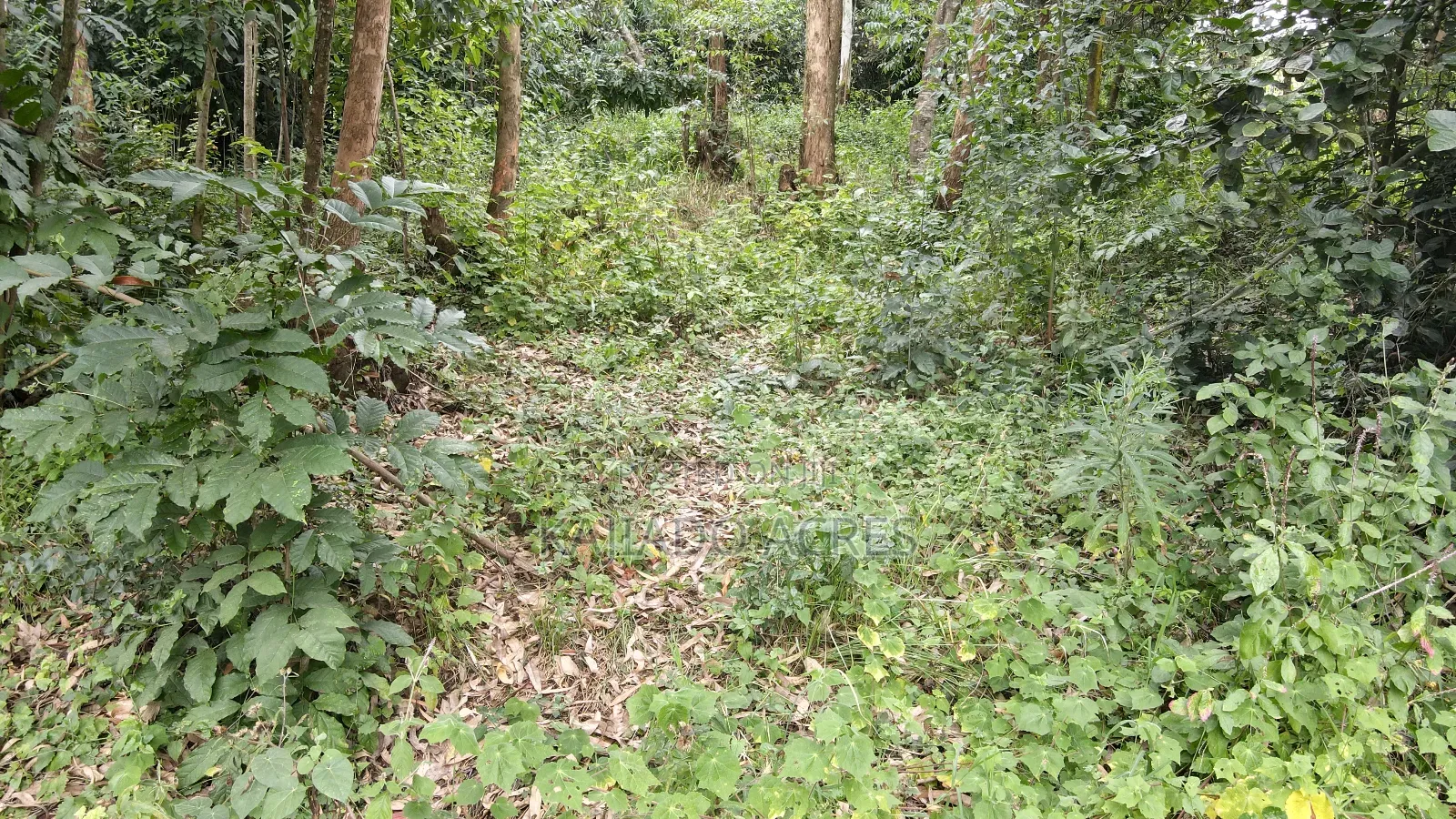 Prime 1/4 Acre Muthaiga,Ngong at 10m