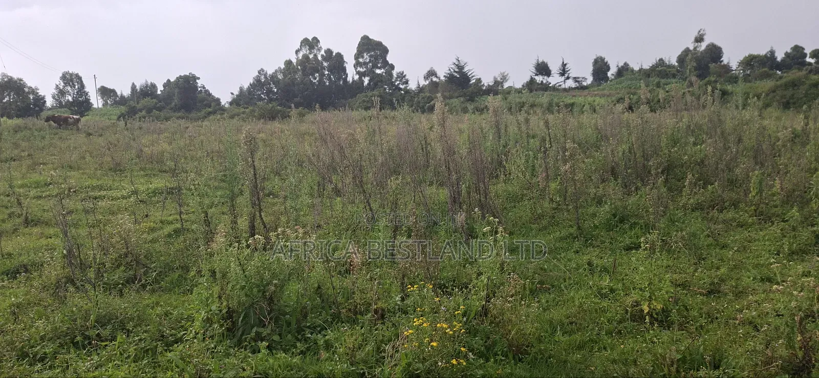 2.5 Acres Land for Sale in Gilgil