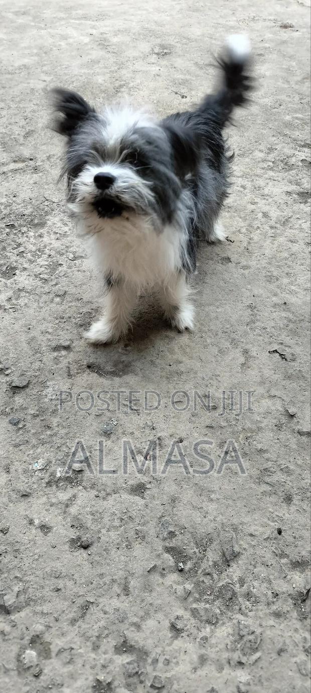 3-6 months Male Purebred Maltese - main view