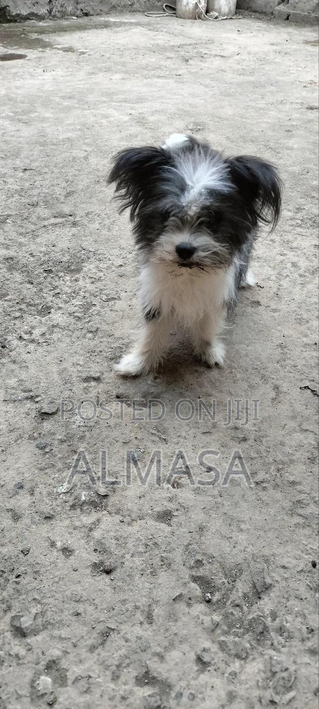 3-6 months Male Purebred Maltese - thumbnail 2