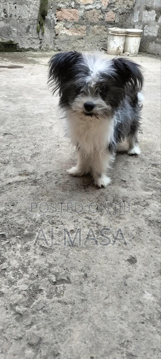 3-6 months Male Purebred Maltese - thumbnail 3