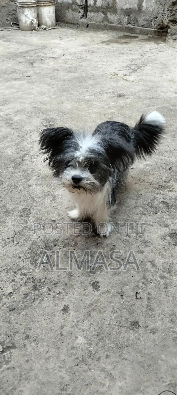 3-6 months Male Purebred Maltese - thumbnail 5