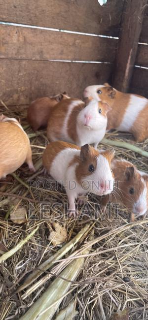 Guinea Pigs - main view