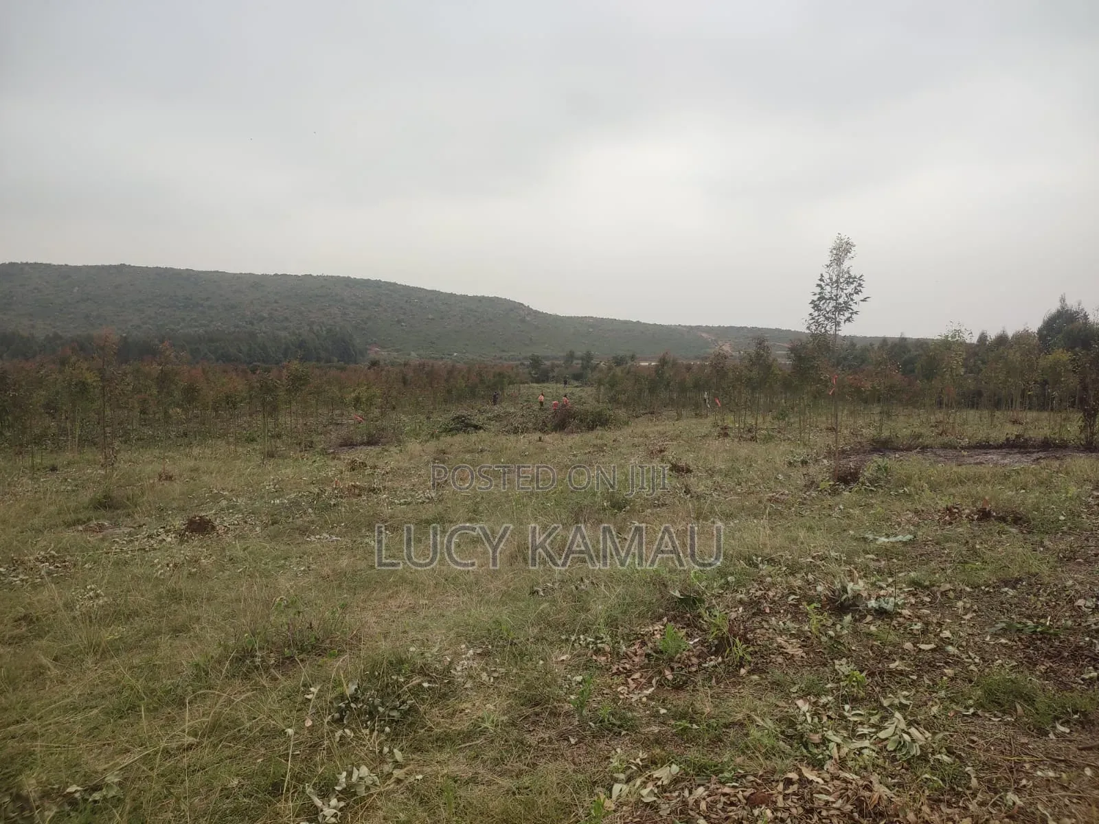 6 Acre Subdivided in 50x100 Plots for Sale in Kikuyu, Thigio