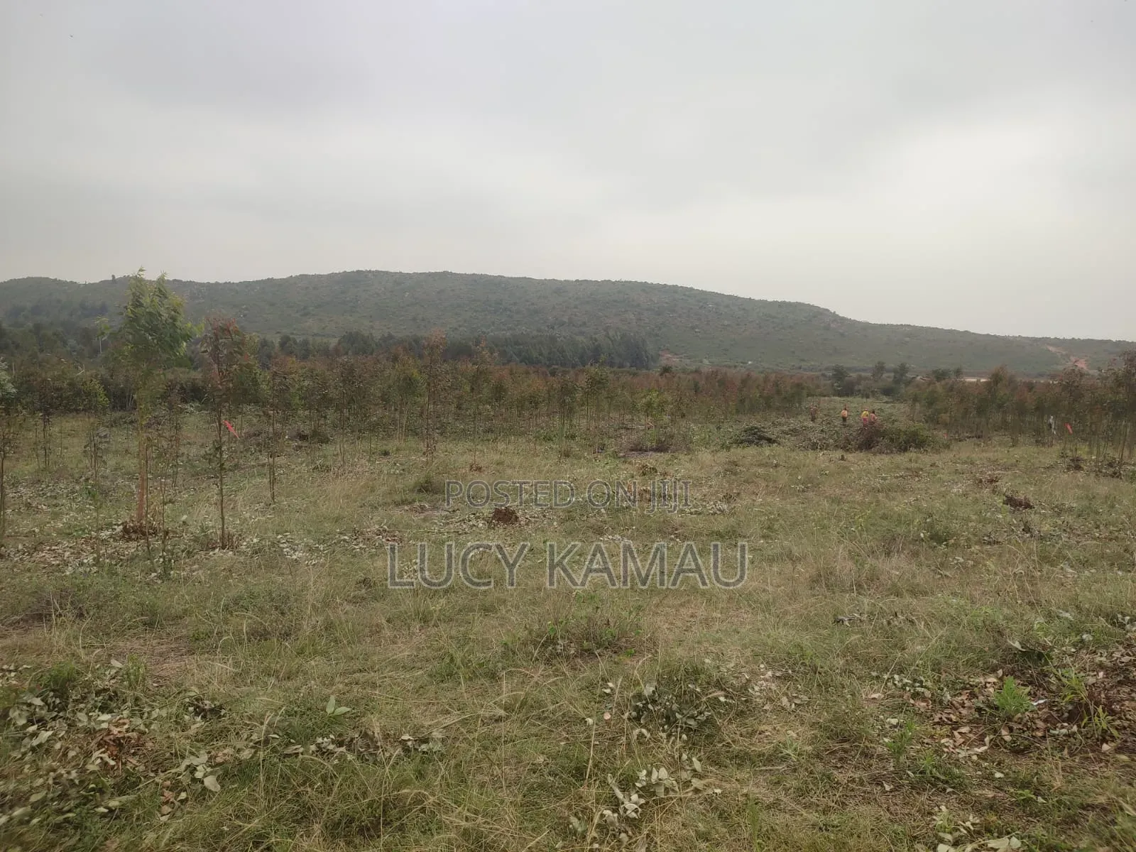 6 Acre Subdivided in 50x100 Plots for Sale in Kikuyu, Thigio