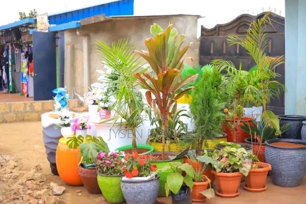 Flowers and Pots - main view