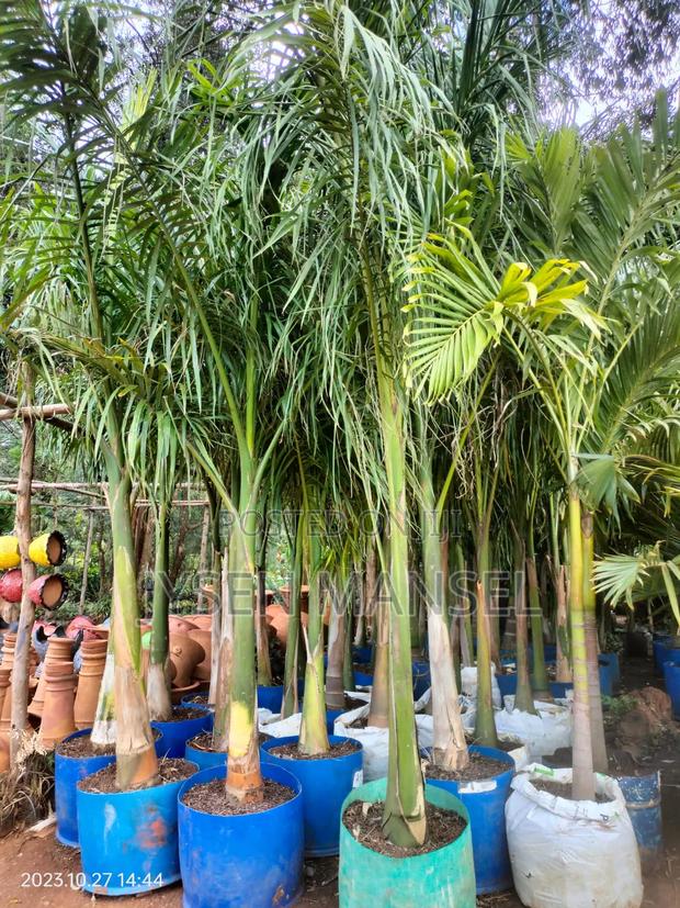 Flowers and Pots - thumbnail 4