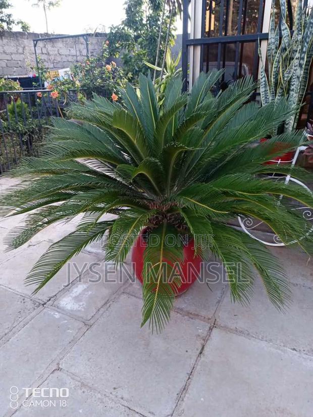 Flowers and Pots - thumbnail 6