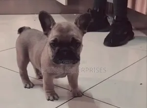 1-3 months Female Purebred French Bulldog
