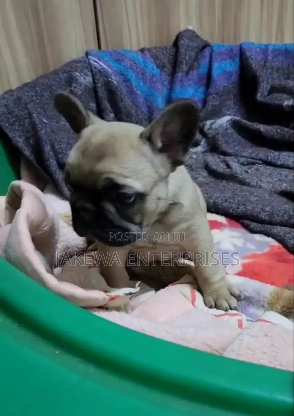 1-3 months Female Purebred French Bulldog