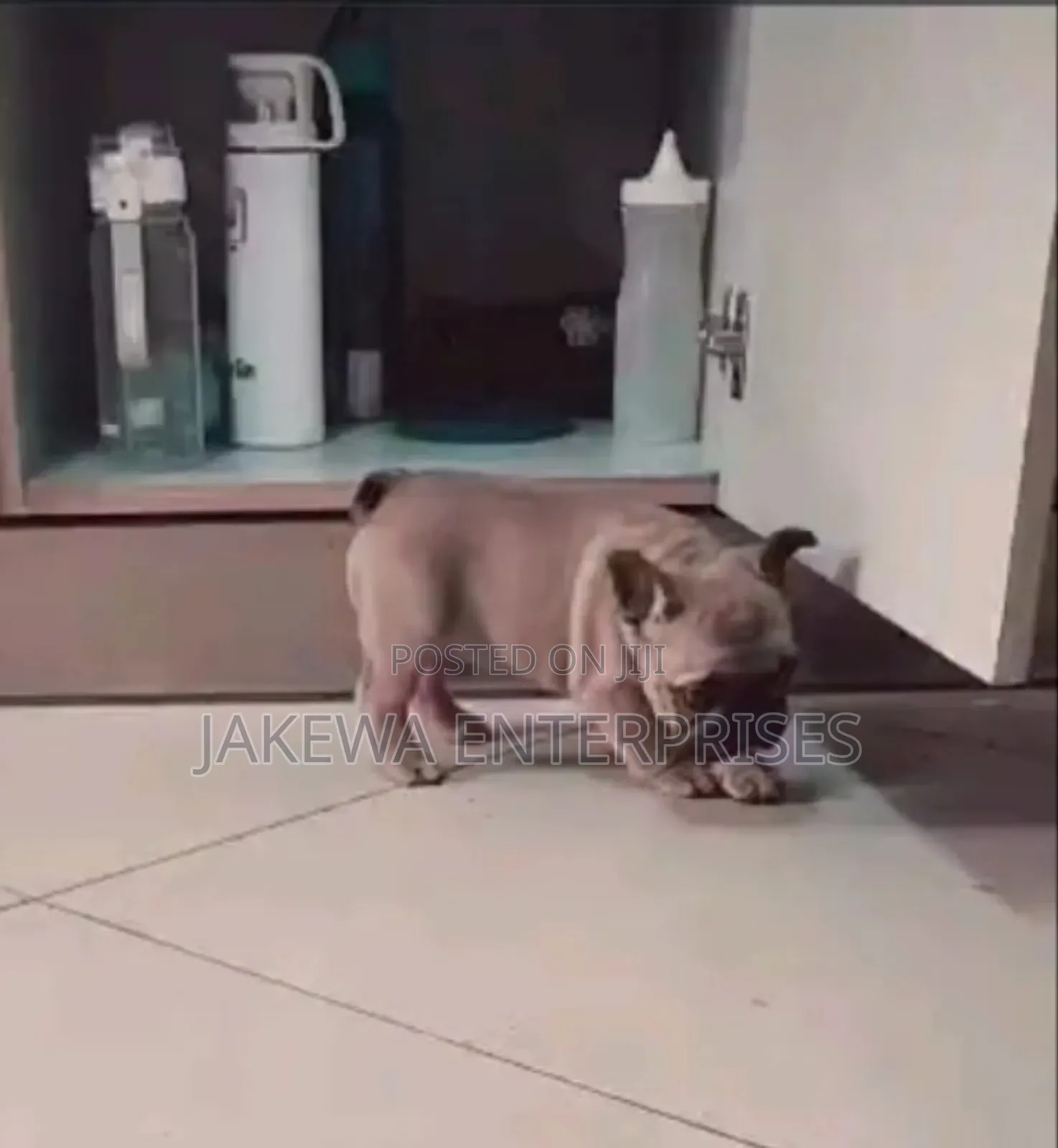 1-3 months Female Purebred French Bulldog