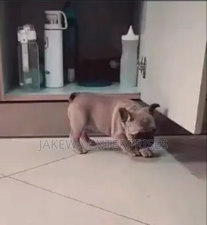 1-3 months Female Purebred French Bulldog