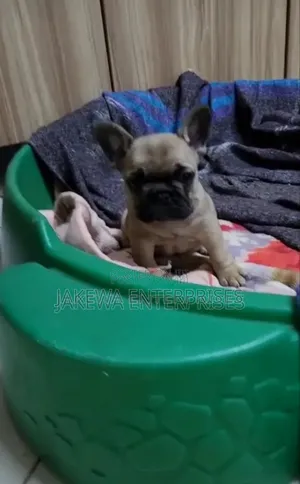 1-3 months Female Purebred French Bulldog
