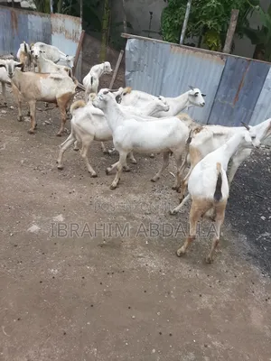 Galla Local Goats Black Persian Sheep