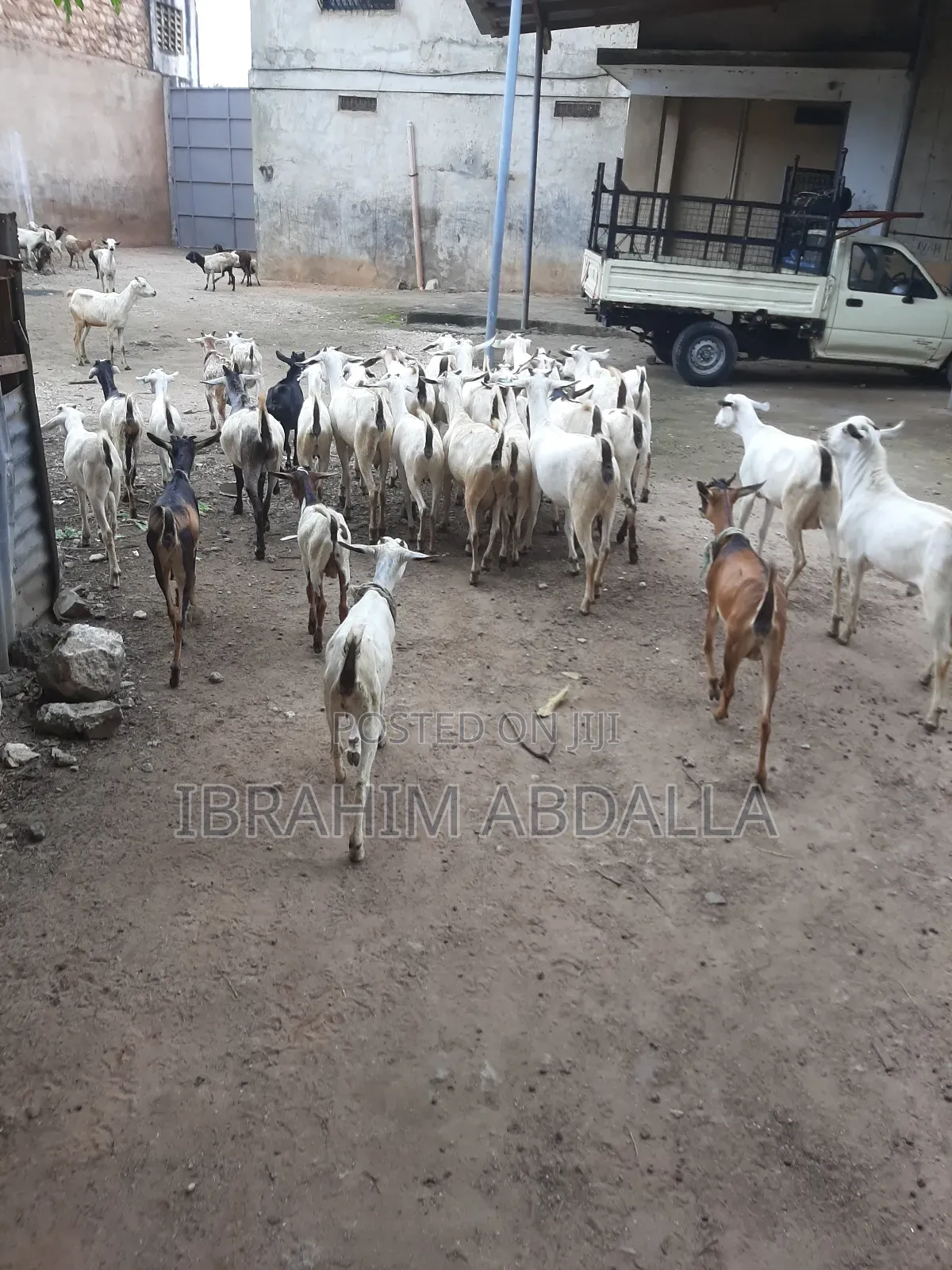 Galla Local Goats Black Persian Sheep