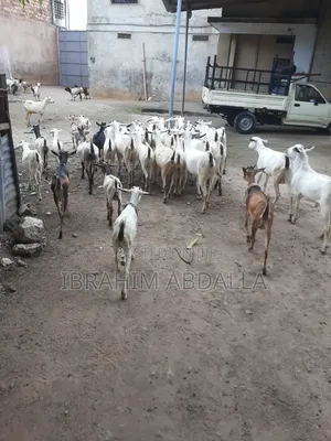 Galla Local Goats Black Persian Sheep