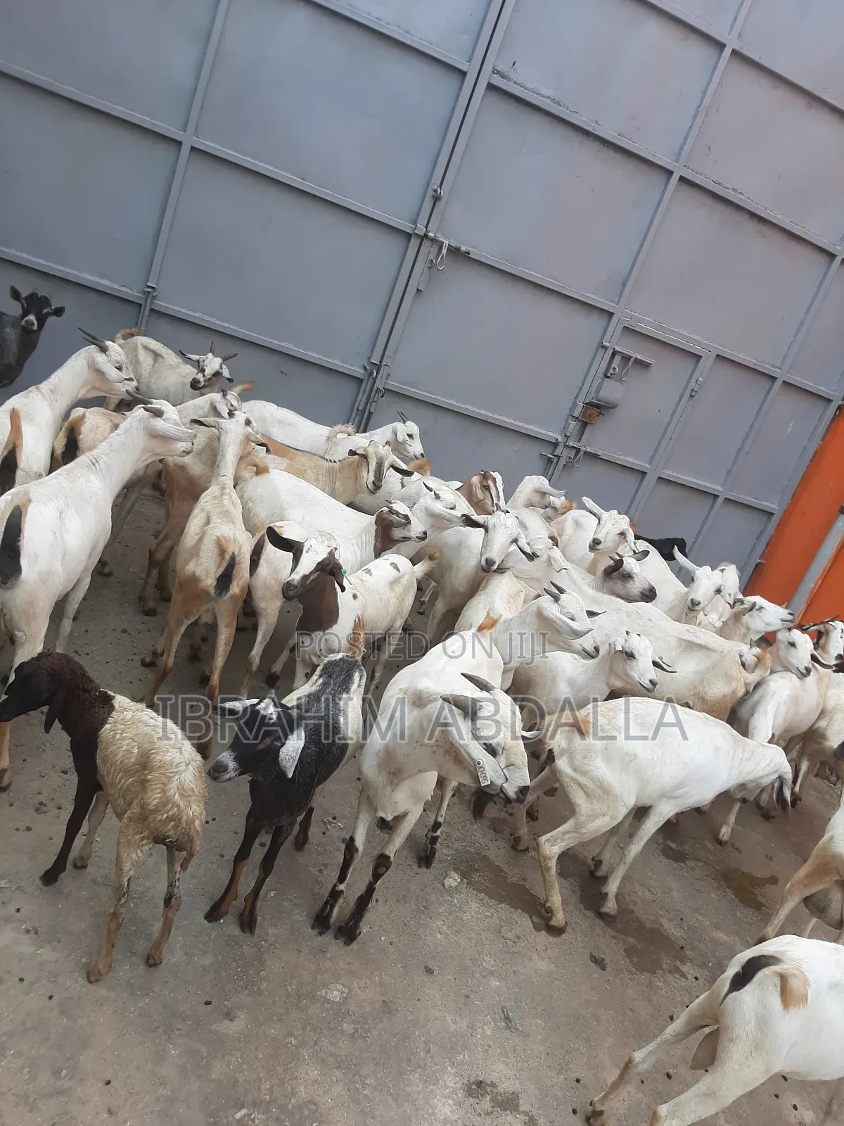 Galla Local Goats Black Persian Sheep